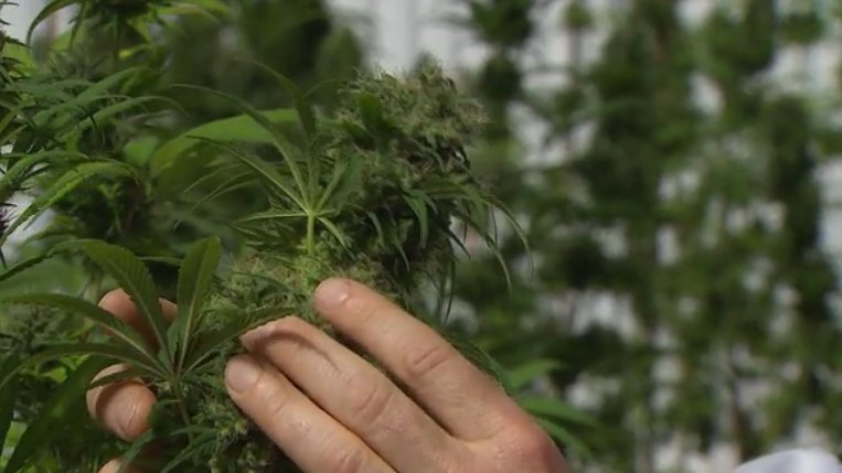 #Cannabis is not a crime! Israel makes it official:  <a href="/CNN/">CNN</a> cnn.it/2n6KHFG