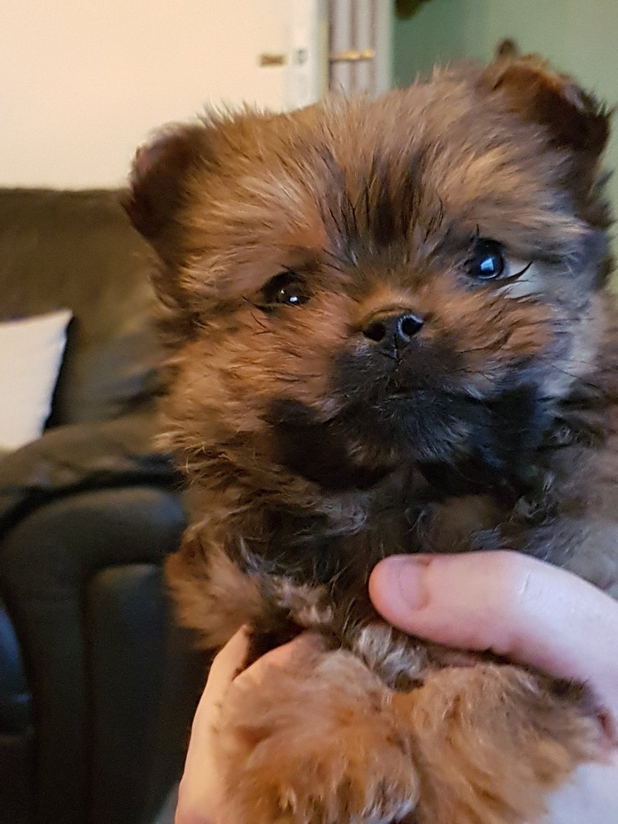 Our new addition to the family Coco