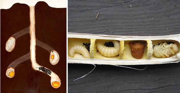 xercessociety's tweet image. 5 ways you can help #bringbackthepollinators by increasing nesting habitat for native bees: xerces.org/local-action/b…