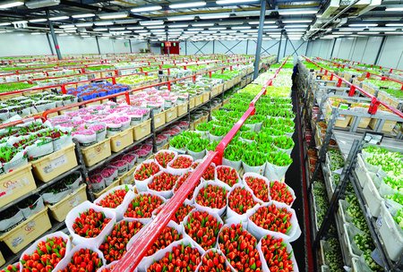 The flower auction in Aalsmeer is one of the largest in the world. An amazing 20 million flowers are sold here each day!