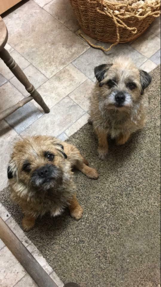 ReddishValeFarm's tweet photo. @MENnewsdesk 
Kolo and Flo have gone missing from Reddish Vale Farm on 15/03/2017 at around 5pm.2 female border terriers
Please Share https://t.co/ZB8IAO5Lh6