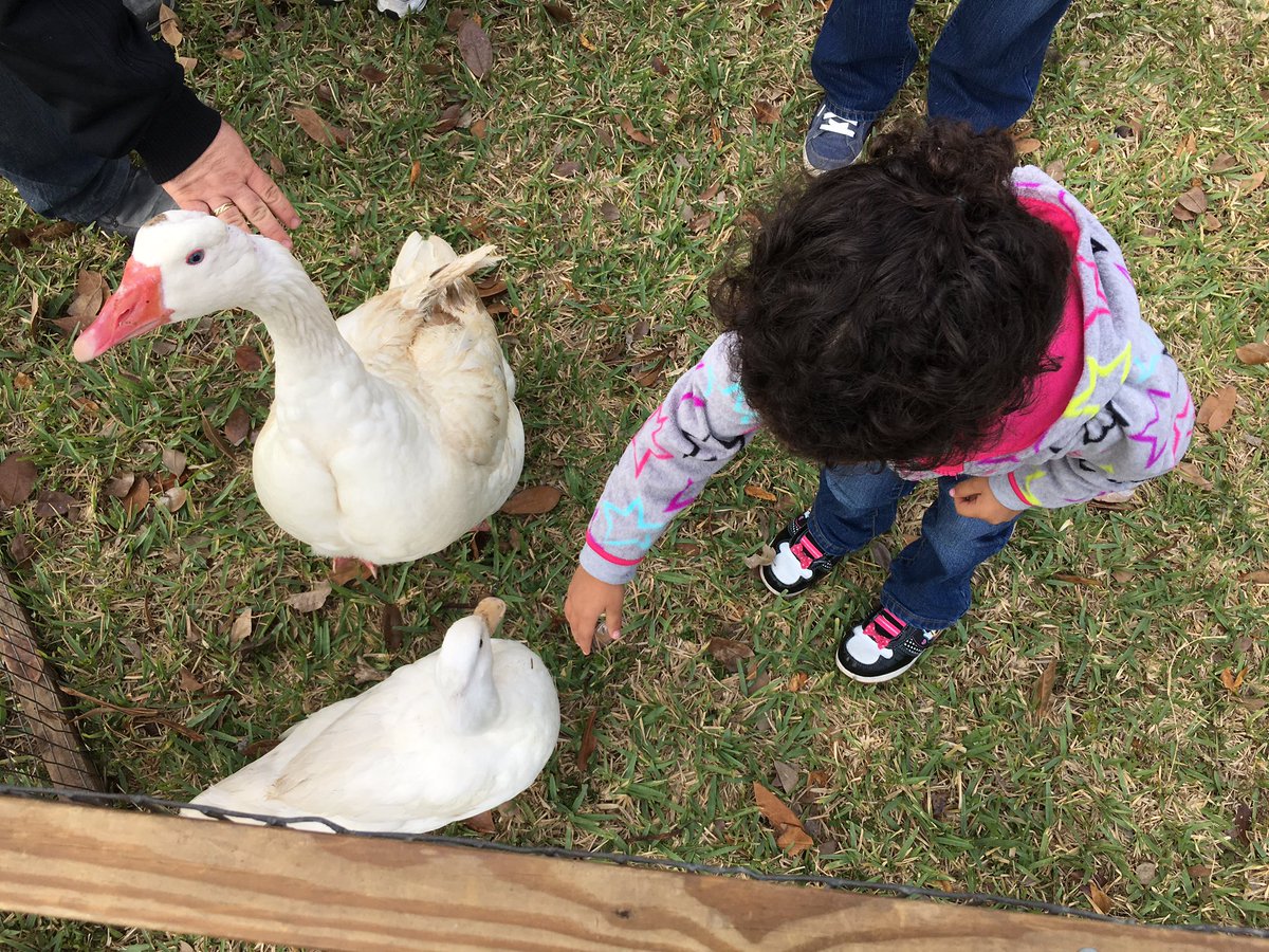 CampbellDriveK8's tweet photo. Thank you to The Little Farm for visiting our Pre-K Students #cdk8invincible https://t.co/KS7jVs7N1L
