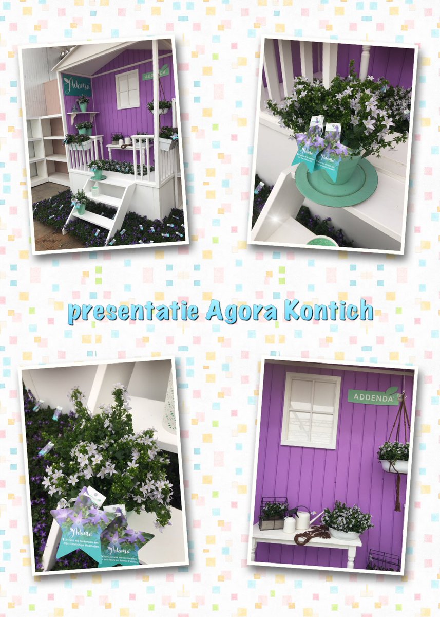 Mooie #campanula #Adansa presentatie neergezet bij Agora Kontich