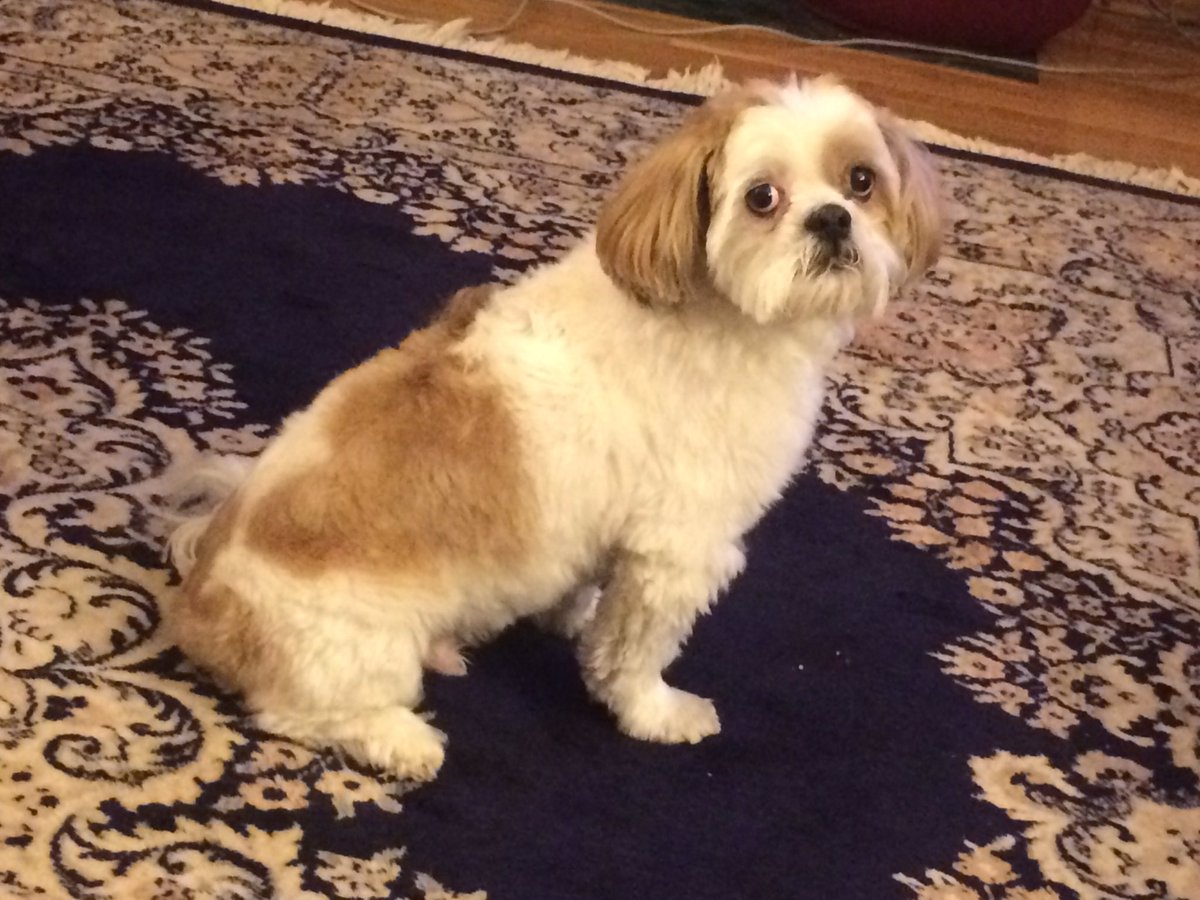 HReflectionsSC's tweet image. It&apos;s my birthday, 9 years of making you happy when visiting Home Reflections🍀🐾🍀