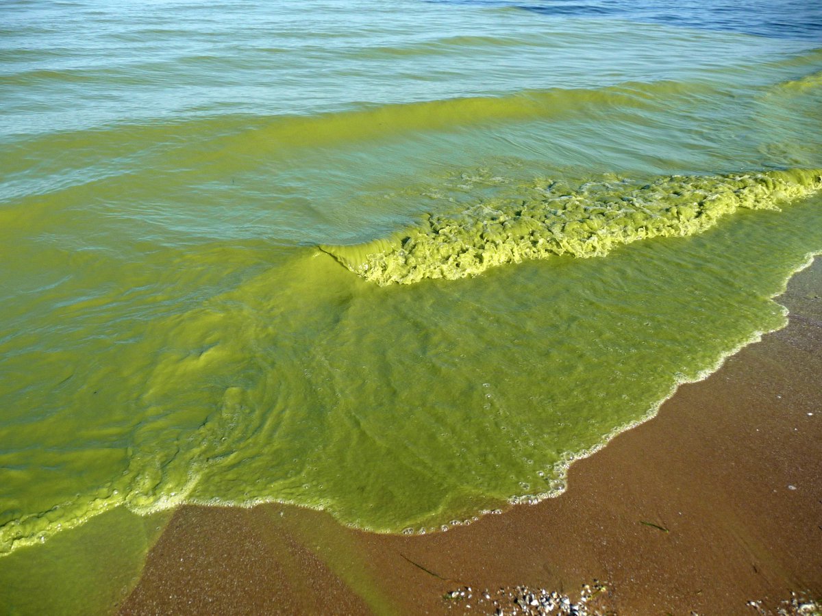 Surfrider's tweet photo. It may be St. Patrick’s Day, but this water is not supposed to be bright green.
https://t.co/7rGPCf9I4j https://t.co/cZ8GC5RUVI