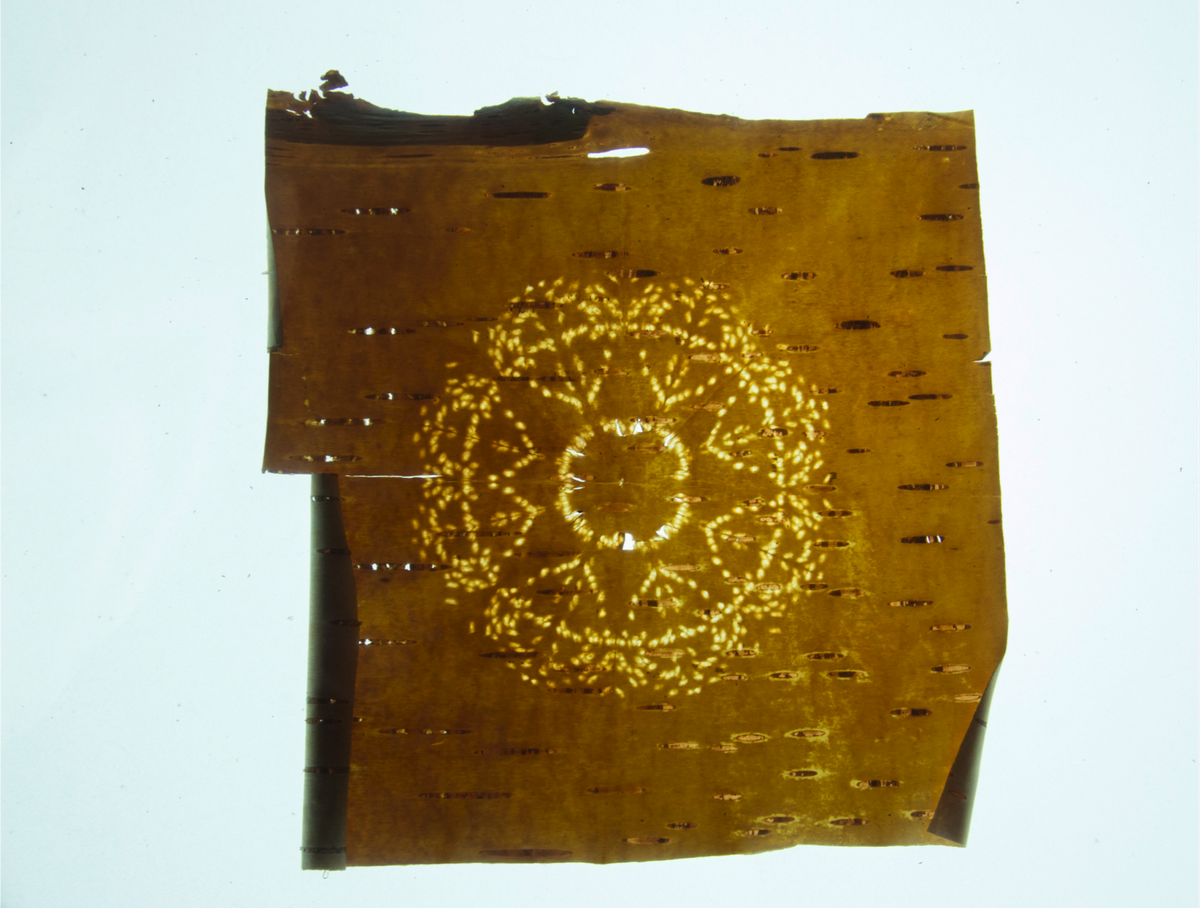 LLB_315's tweet photo. Today I honour the practice of Birch Bark Biting being revived by Mi'kmaw youth like Kim &amp; Phoenix as part of #ShowMeYourMath #Resistance150 https://t.co/mbtlDhHSUs