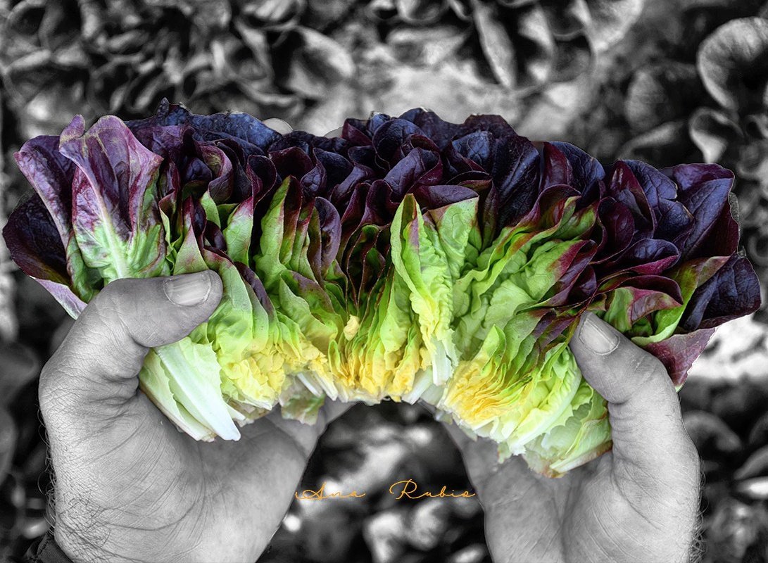 Rainbow in my salad! with #salanova #knox by .<a href="/rijkzwaanES/">Rijk Zwaan ES</a>  
joseantonioarcos.es wishes you happy weekend! #FelizFinde #artvegetal
