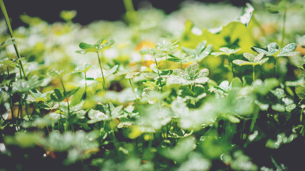 aksmithbook's tweet photo. Happy St. Patricks Day. Find a clover and get lucky today! Find the end of the rainbow and share your pot of gold! #adeepthing #I'mirish https://t.co/MmA2Kcth7G