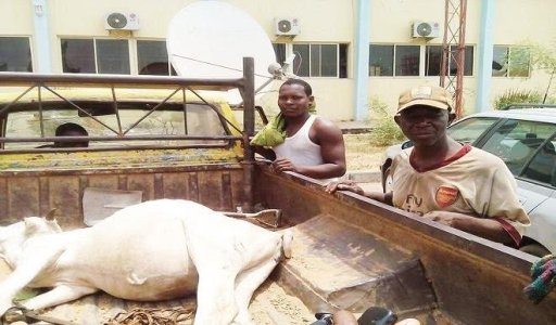 Cow Arrested In Abuja For Destroying Farmer’s Crops
charvail.com/2017/03/17/cow…
#cowcase #farmercase #naijanews
