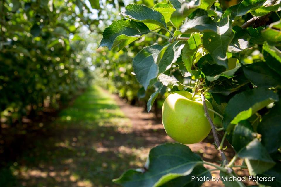 In search of #greencider today! Let us know what you find out there. #hardcider #stpaddysday #drinkcider