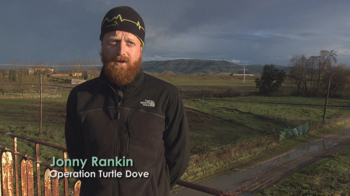 cristobalpenalb's tweet photo. #TórtolaEuropea #DoveStep3 Jonny Rankin @Jonny09Jonny @dhowellseo @SEO_BirdLife @ambientumcom @WMBD📺@la2_tve @aventurasaber jueves23, 9:55am https://t.co/TI7fFSDF5o