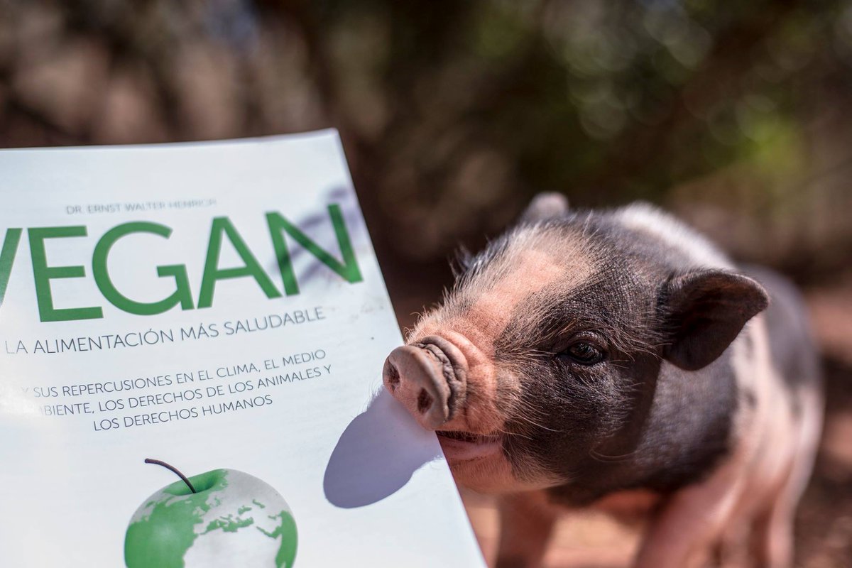 L214's tweet photo. Vous ne lui feriez aucun mal. Chaque repas que vous prenez est une occasion de le lui dire.
https://t.co/qpL82shdtb #vegan #MangerAutrement https://t.co/4B5yljm0VF