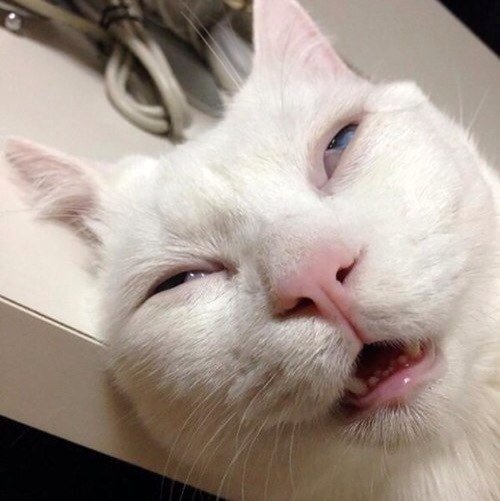 Incorn_Magic's tweet image. Ты что не спал?                                                                                                      С чего ты взял?