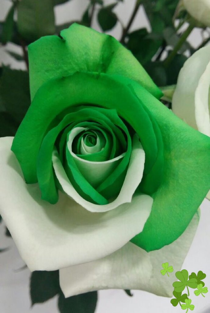 EcorosesSA's tweet photo. We wish a Lucky Day!! #saintpatricksday #ecoroses #premiumqualityroses https://t.co/RhioSFeEQq