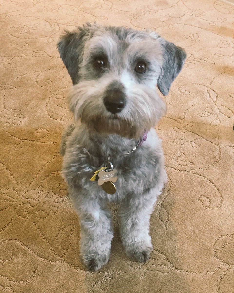 Just Paws Training (justpawstrain) Twitter