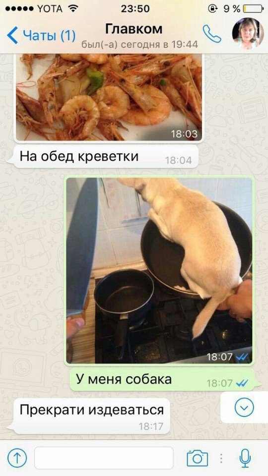 Incorn_Magic's tweet image. Родители уехали а море,а наш собакен остался со мной