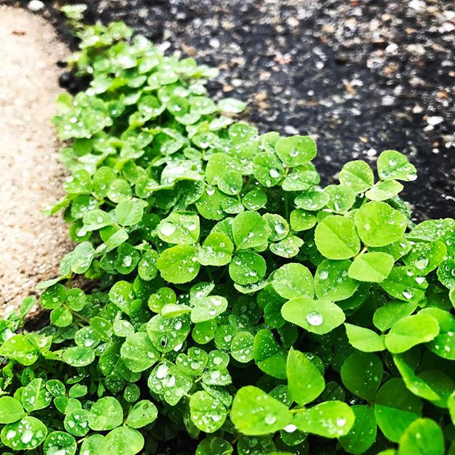 AloeCadabra's tweet image. Happy St Patrick's Day! Be sure to make some #mojomagic today! #lube #sex #getlucky #aloecadabra 
Photo courtesy of Joanna Joerger Peterson