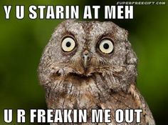 DatCrazyOwl's tweet photo. Da Crazy Owl has RETURNED!!! https://t.co/C0D4I6ETFZ