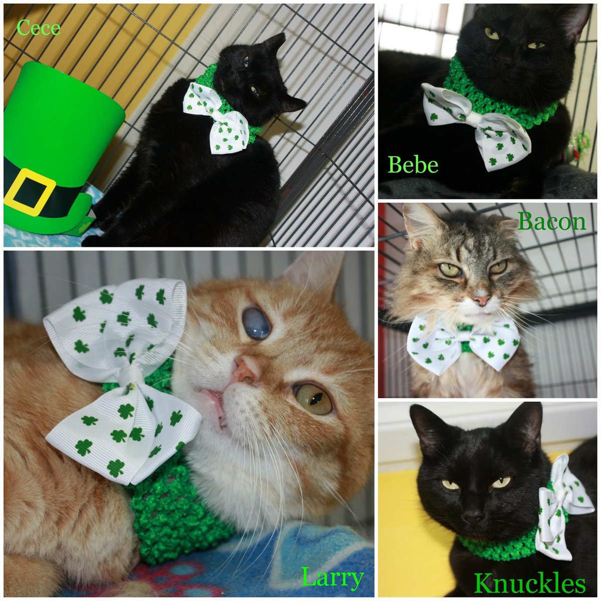 Some of our long term residents are hoping to get lucky today and find their forever homes. Come in today!