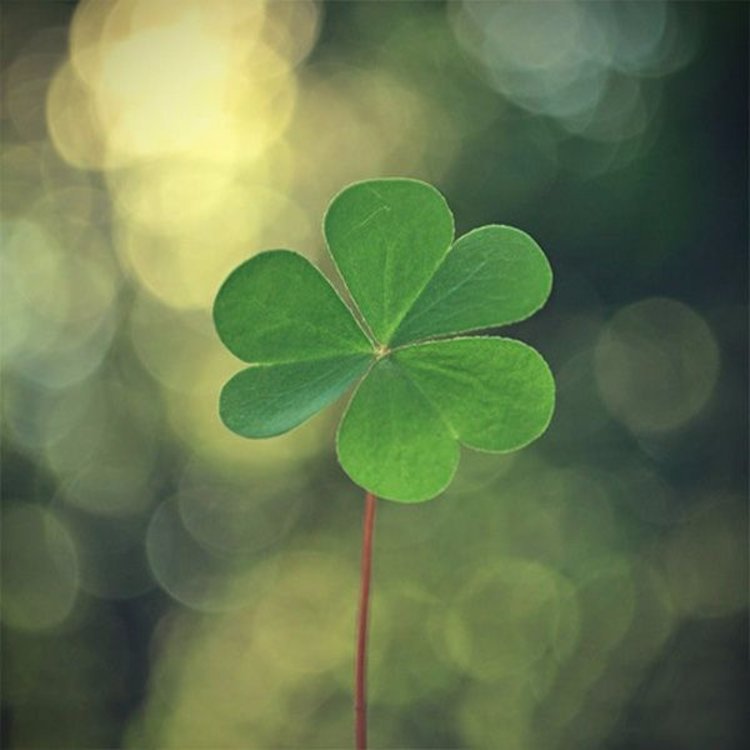 DatelandTravel's tweet photo. With your support, Arizona, we've got all the luck in the world. Happy St. Patrick's Day! https://t.co/OdQsqYCvfA