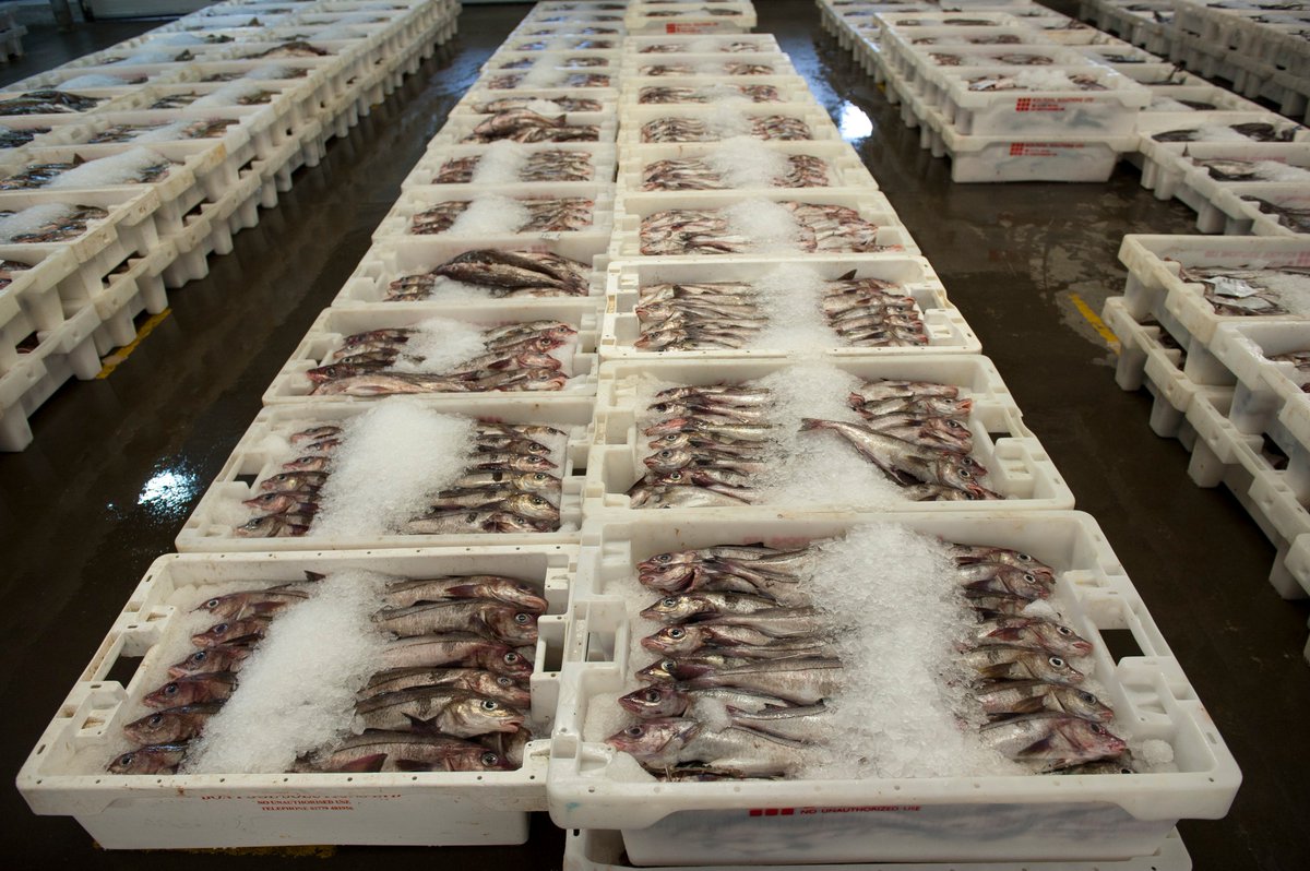 FisheliciousUK's tweet photo. Truth behind why it's OK to eat Scottish haddock @seafishuk. https://t.co/lQcVmnC619 https://t.co/9dYxASJ41N @buddingrose418 @LapwingPD972