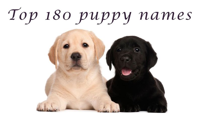 Dog name inspiration: 180 cute names for your puppy - scoopnest.com