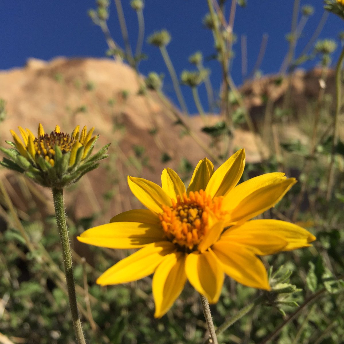 #joshuatree #mojaveblooms #ourpubliclands