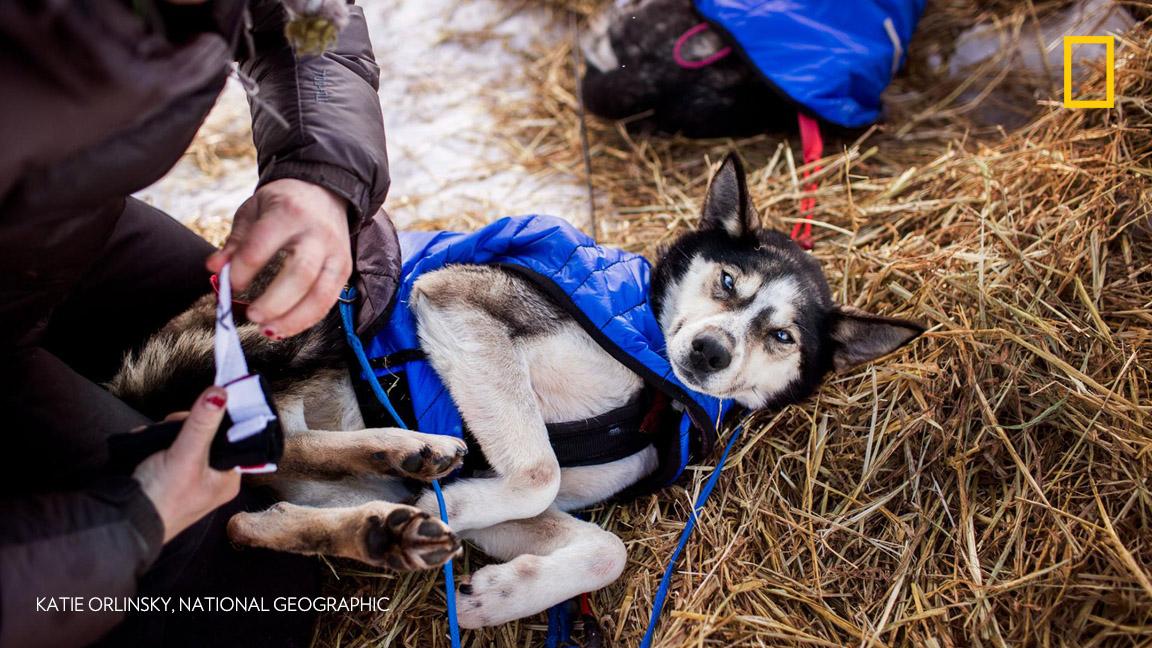 NatGeoPhotos's tweet image. Photographer Katie Orlinsky documents the latest world-famous Iditarod race in Alaska #iditarod