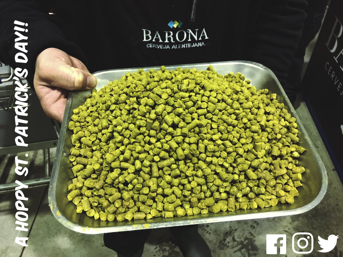 Lúpulo verdinho a abençoar a este dia! Green hops to bless this day!  #stpatrick #barona #cervejaartesanal #craftbeer #hops #lupulo