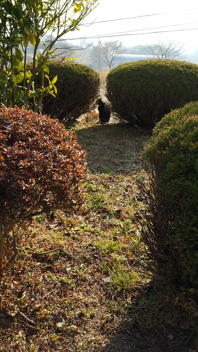 검은 고양이 봤다^^