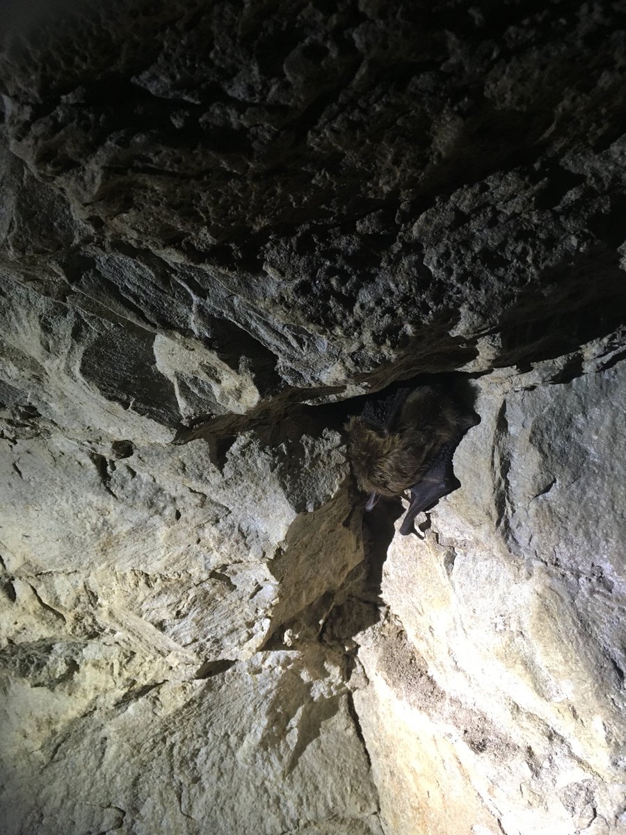 Brewer Lab tweet media