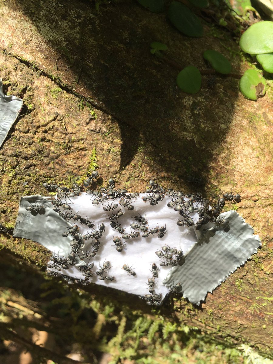 klukidoe's tweet photo. My eDNA runs through the veins of La Selva!! #Cephalotes https://t.co/a09yIIzcOs