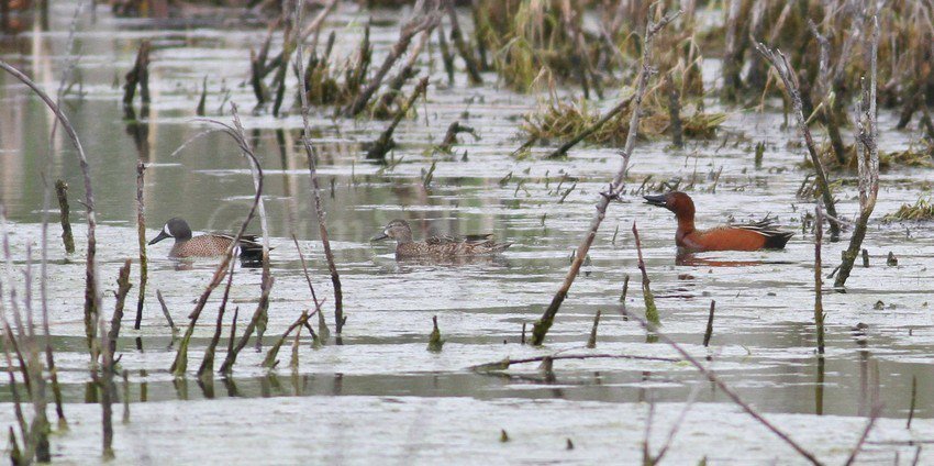 Cinnamon Teal at the Vernon Marsh in Waukesha County Wisconsin on May 2, 2012 windowtowildlife.com/cinnamon-teal-…