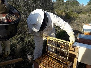 APISURBIS's tweet photo. Introducció mares resultants del Picking/Introducción de madres resultantes del Picking/Introducing Beequeens from Picking https://t.co/IkDvy7OENd
