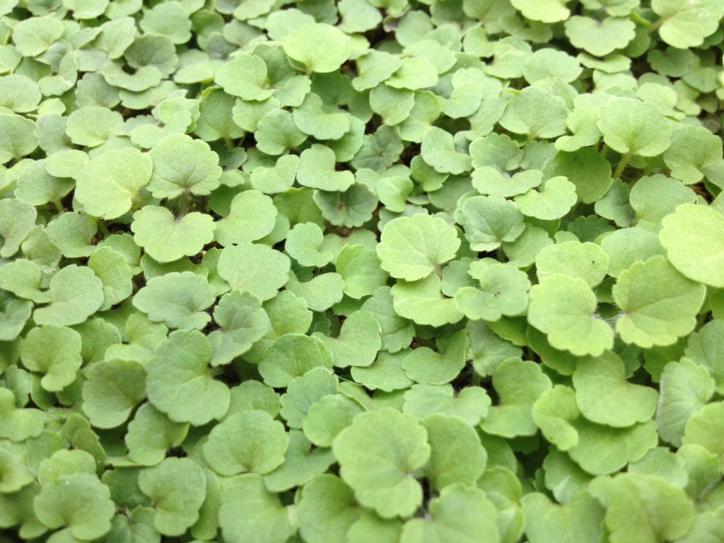 Just a small selection of the fresh micro leaf from our greenhouse <a href="/TheSamlingHotel/">The Samling</a>