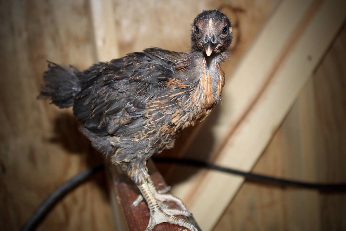 Elsewhere_Farm's tweet image. Naomi making all the other gals jealous with her effortless beauty during the awkward stage. #chicks #chickens #homesteading #offgrid