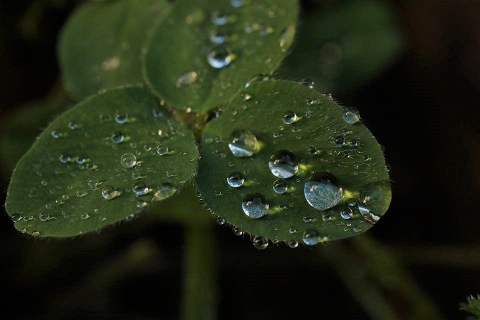 Happy Saint Patrick's Day! May the luck of the Irish be with you!
#saintpatrick #goodluck #clovers #myspl