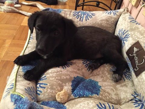 NuevaVidaAdop's tweet photo. MADRID
CHISSY bebe 2,5meses
ABANDONADA n caja de carton
Juguetona y cariñosa,EN ADOPCION
#madrid #cachorros #adopta
facenuevavida@gmail.com https://t.co/Q1BYeYrfRg
