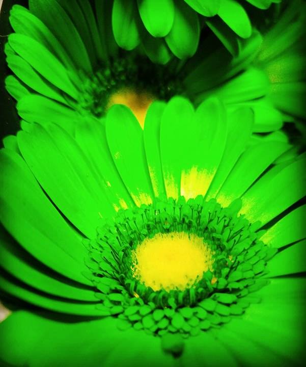 BillDoranCo's tweet photo. Happy St. Patrick's Day from everyone at BDC! 😊💚🍀 #stpatricksday #green #flowers #floral #florists #beautiful #tgif #luck https://t.co/V39JMRzyKu