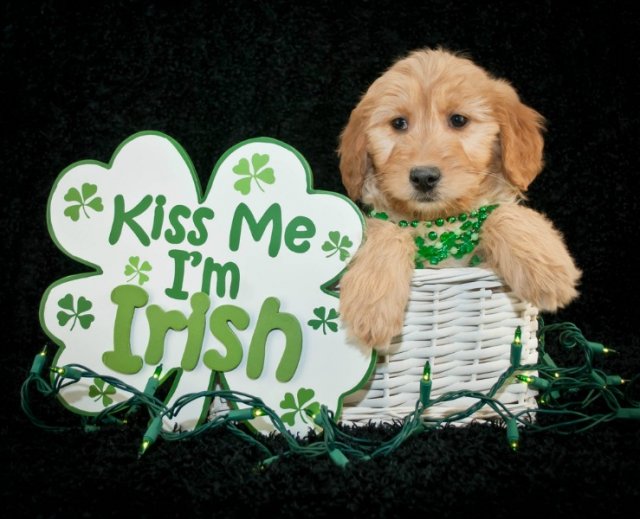 Everyone's Irish on St. Patrick's Day -- have fun celebrating!