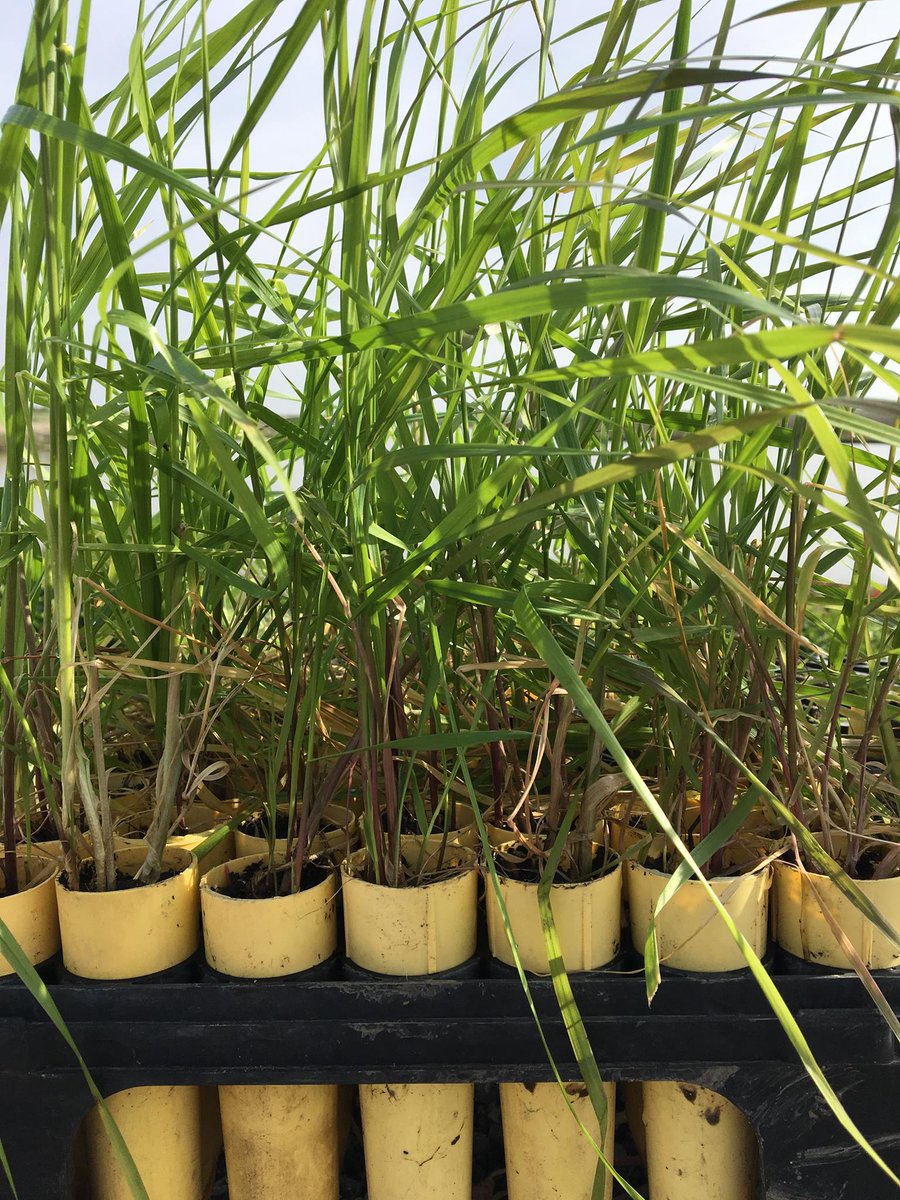 Happy #StPatricksDay, Bay Savers! Here's a little green for your day. #nativeplants #wetlandrestoration #greenthumb #sfbay