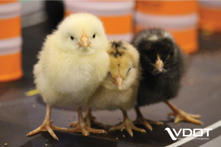 VaDOTRVA's tweet photo. Rise & shine! Happy spring from all of our @VaDOT peeps. #birdsofVDOT #RVA https://t.co/liDDyUuLO5