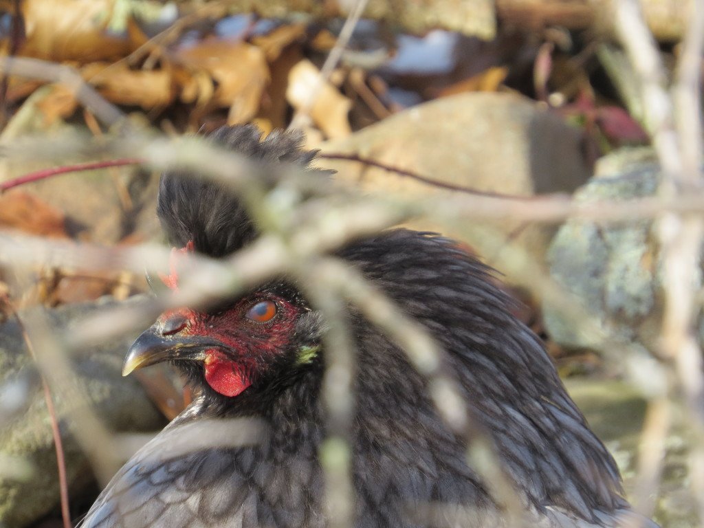 Redfeatherfowl's tweet photo. Our 2017 #chicksale is underway. We have #icelandicchickens, #redjunglefowl, #blacksumatras, and #whitechanteclers. https://t.co/Q5tZC4srLN https://t.co/CNbbInLvH6