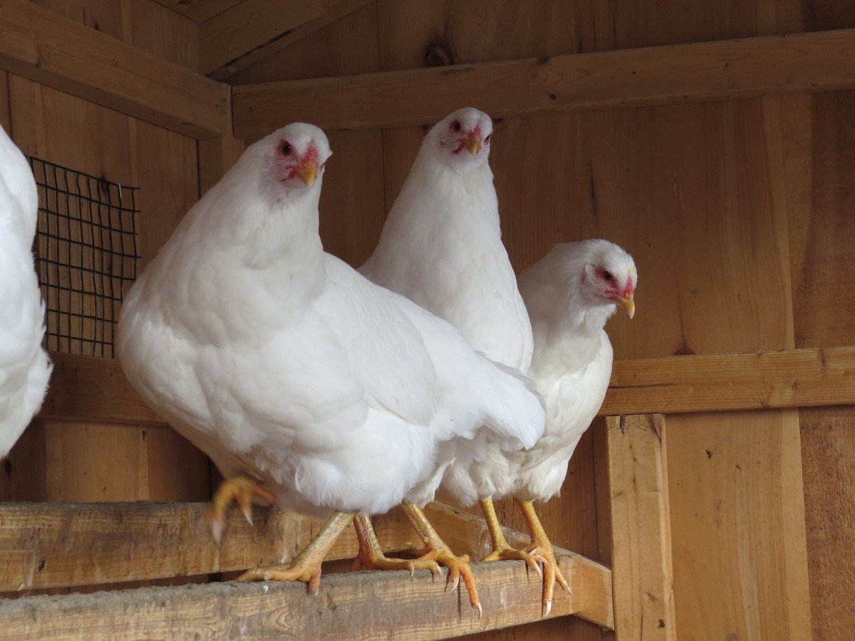 Redfeatherfowl's tweet photo. Our 2017 #chicksale is underway. We have #icelandicchickens, #redjunglefowl, #blacksumatras, and #whitechanteclers. https://t.co/Q5tZC4srLN https://t.co/CNbbInLvH6