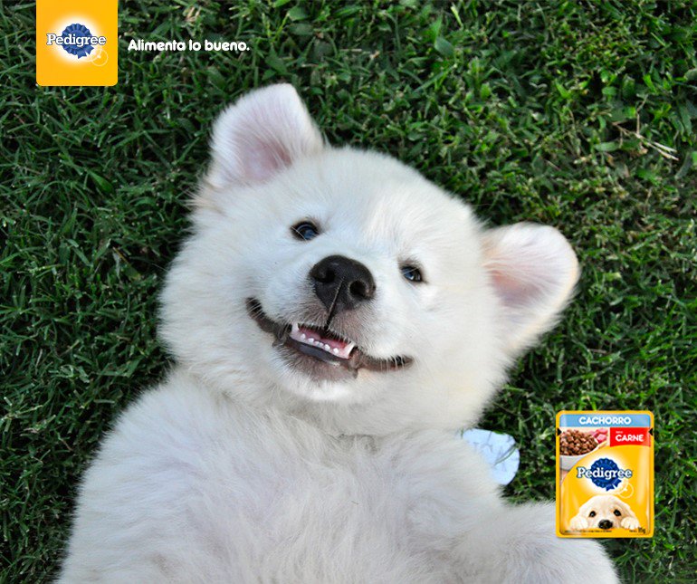 Para equilibrar la alimentación de tu pequeño combina 
su alimento seco con los SOBRES® PEDIGREE® Cachorro 
¡Pruébalo! Le encantará 😋