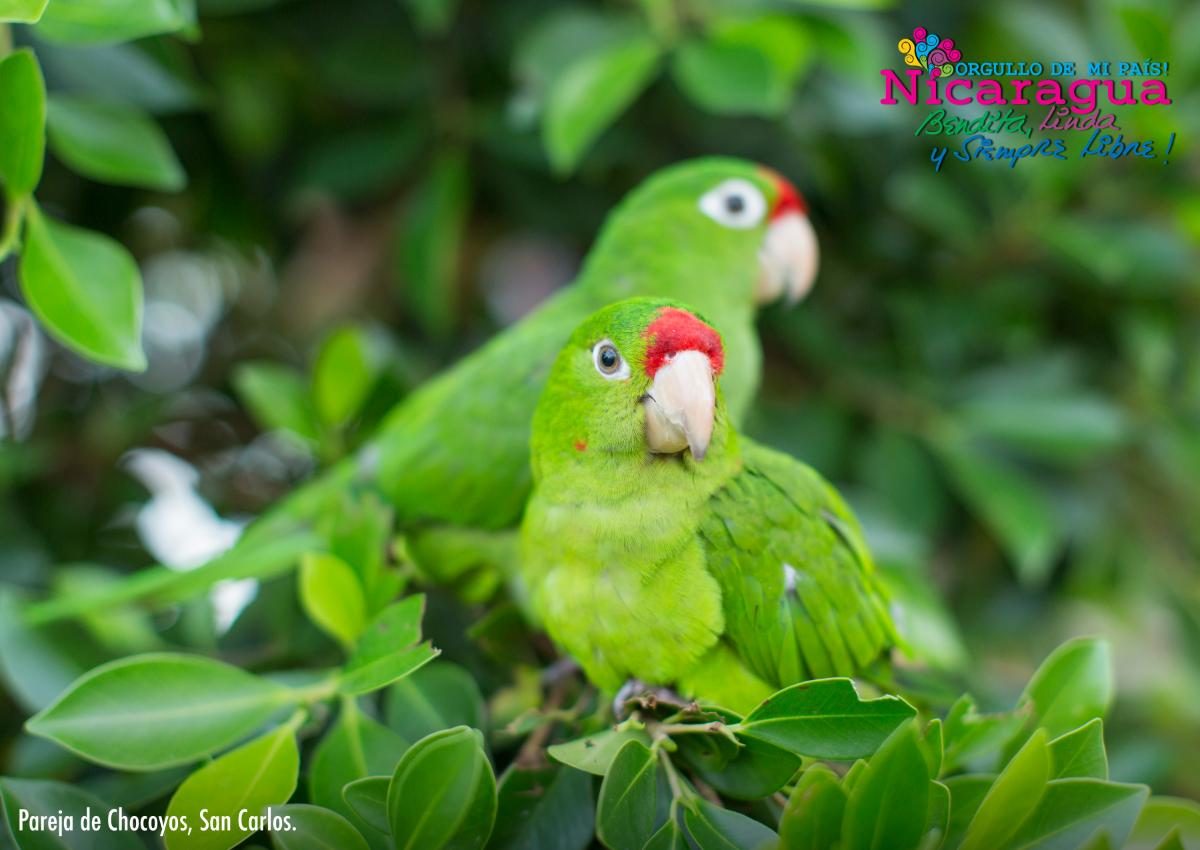 VivaNicaragua13's tweet photo. Pareja de Chocoyos en San Carlos, Río San Juan.
#OrgulloDeMiPaís https://t.co/6OrtgXwejj