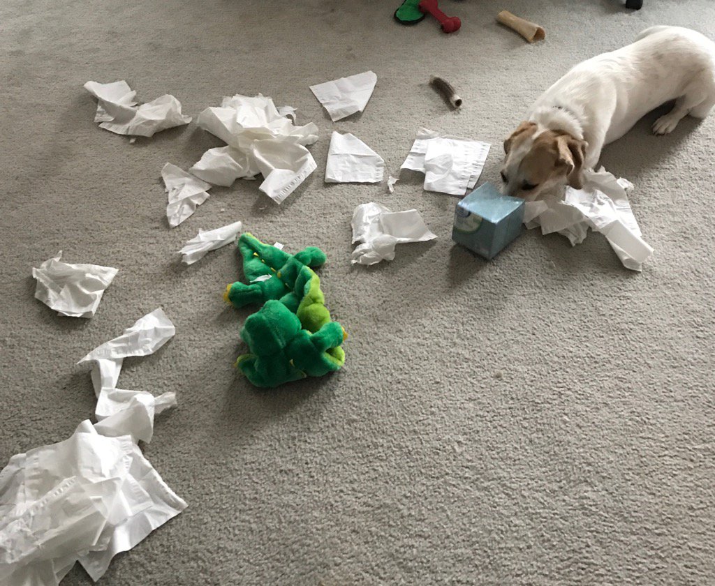 GoodBoyReggie's tweet photo. Mom!!!! These tissues were stuck in the box! I got them out for you!! #MrAlligatorHelped #SupervisionNeeded https://t.co/1SBxJDiZLZ