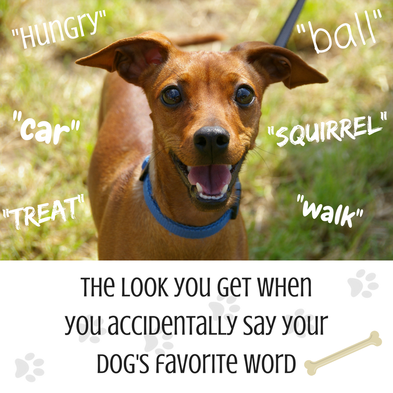 TenderTouchDVM's tweet photo. What words do you have to spell out around your pup? https://t.co/5chWsD7TuX