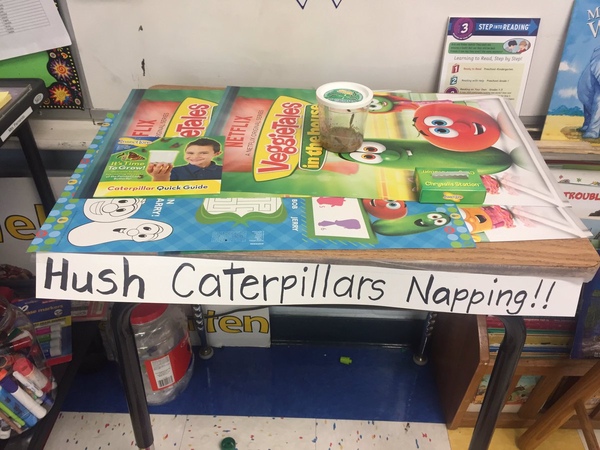 SRBburbschool's tweet photo. Caterpillars are napping in Kindergarten 🐛#LifeCycleLesson https://t.co/81e1jJJIaD