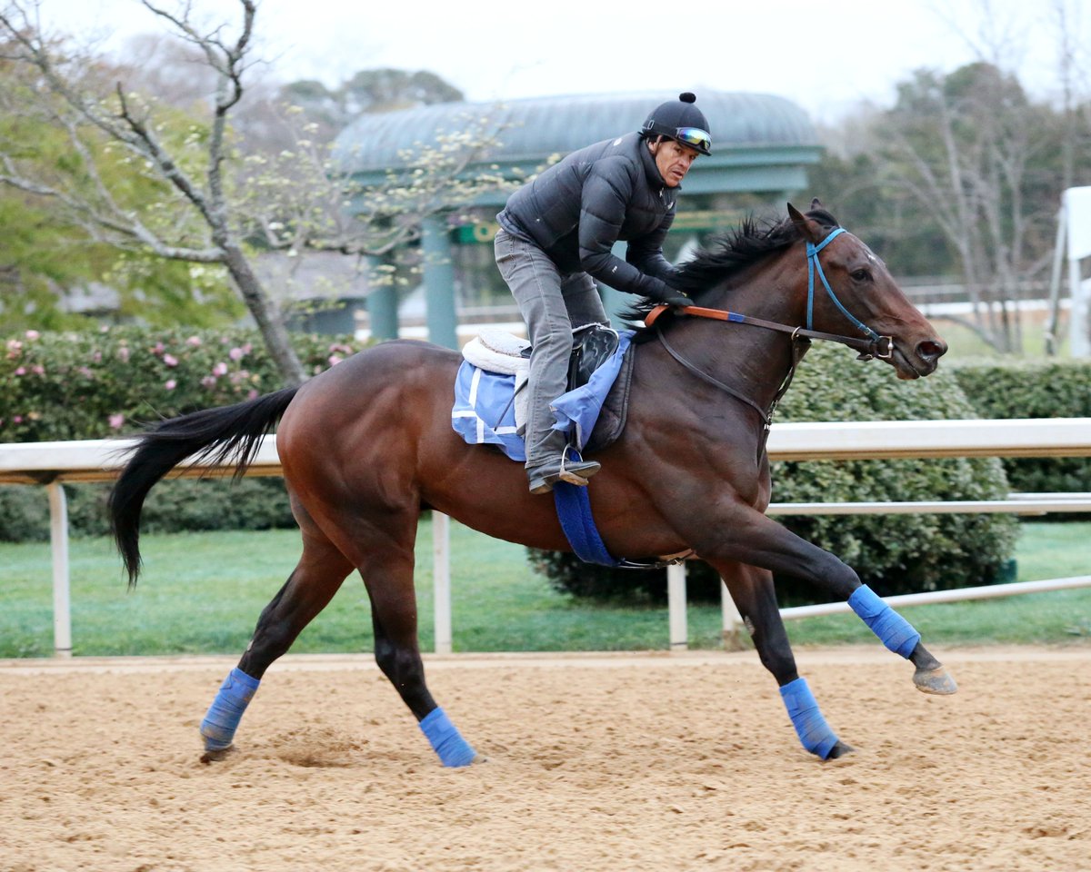 TracksideJennie's tweet photo. Check out my videos on Rebel contenders at https://t.co/Vlf6WowrKv! @OaklawnRacing @KentuckyDerby @kyhighs @wave3news @FredCowgillWLKY https://t.co/XYAGQJ8ISs